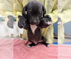 Mutt Dogs for adoption in Woodland, CA, USA