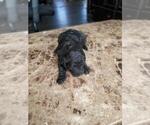 Small Photo #6 Labradoodle-Poodle (Standard) Mix Puppy For Sale in HERALD, CA, USA