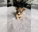 Small #3 Chihuahua