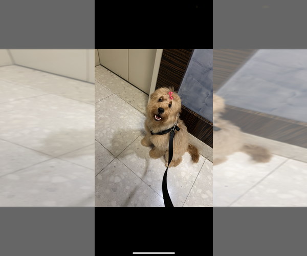 Medium Photo #1 Doodle-Goldendoodle Mix Puppy For Sale in MIAMI, FL, USA