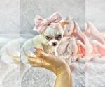 Small #3 Chihuahua
