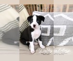 Small Photo #5 Border Collie Puppy For Sale in WILM, NC, USA