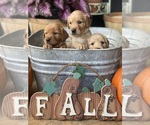 Small Photo #2 Golden Retriever Puppy For Sale in SENECA, SC, USA