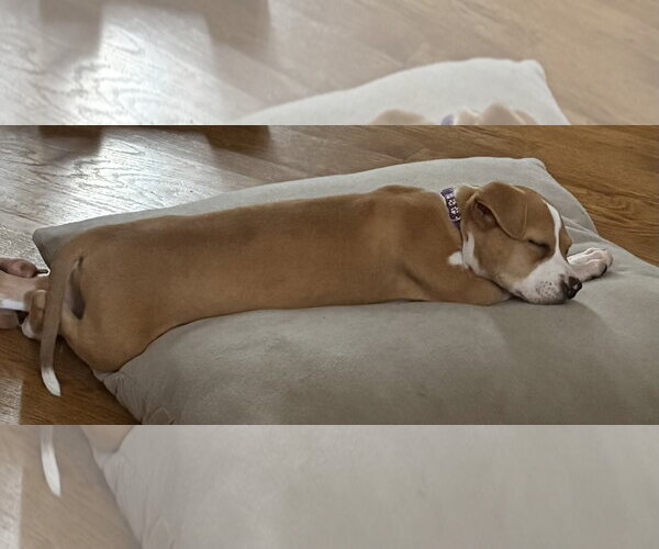 Medium Photo #8 American Staffordshire Terrier-Unknown Mix Puppy For Sale in Holly Springs, NC, USA