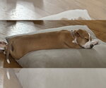 Small #7 American Staffordshire Terrier Mix