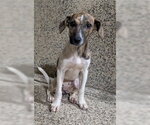Small #1 Plott Hound Mix