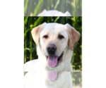Small #10 Labrador Retriever