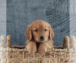 Small Photo #3 Golden Retriever Puppy For Sale in GORDONVILLE, PA, USA