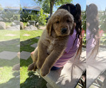 Small #1 Golden Retriever