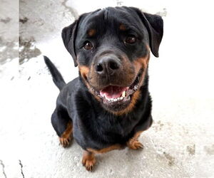 Rottweiler Dogs for adoption in Salt Lake City, UT, USA