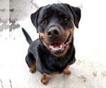 Small Rottweiler
