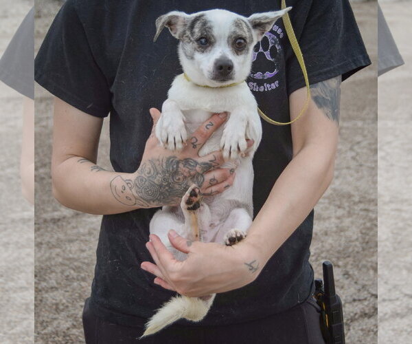 Medium Photo #3 Italian Greyhuahua Puppy For Sale in Huntley, IL, USA