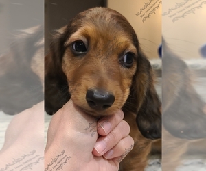 Dachshund Puppy for sale in ODESSA, TX, USA