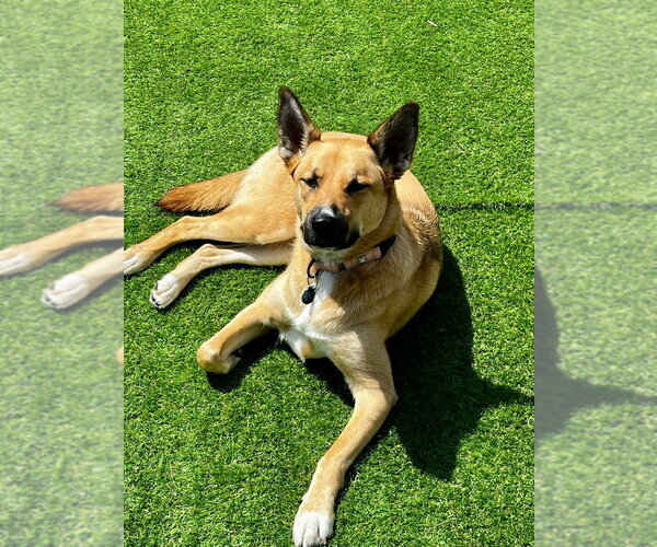 Medium Photo #2 Gerberian Shepsky Puppy For Sale in Springdale, PA, USA
