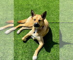 Small #1 Gerberian Shepsky