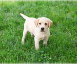 Small #5 Labrador Retriever