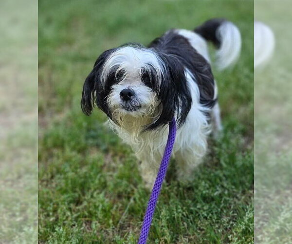 Medium Photo #14 Shih Tzu-Unknown Mix Puppy For Sale in New York, NY, USA
