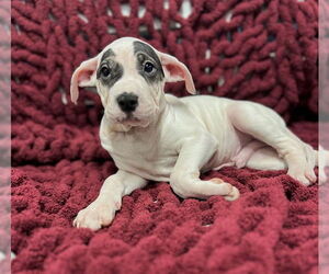 Mutt Dogs for adoption in Westminster, MD, USA