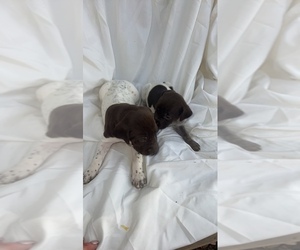 German Shorthaired Pointer Puppy for sale in PIKEVILLE, NC, USA