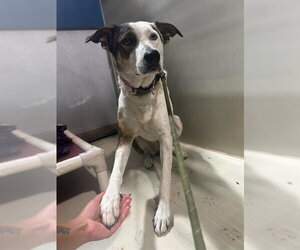 Border Collie Dogs for adoption in Bakersfield, CA, USA
