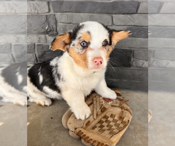 Medium Photo #2 Pembroke Welsh Corgi Puppy For Sale in MIDDLEBURY, IN, USA