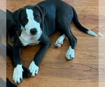 Small Photo #3 Labrador Retriever-Unknown Mix Puppy For Sale in Sheboygan, WI, USA