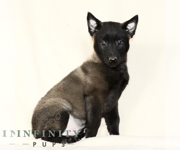 Medium Photo #3 Belgian Malinois Puppy For Sale in RONKS, PA, USA
