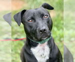 Small Photo #1  Puppy For Sale in , 