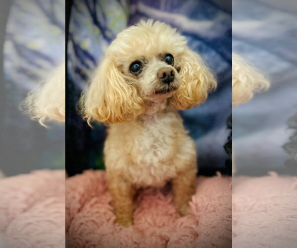 Medium Photo #3 Poodle (Toy) Puppy For Sale in Pacolet, SC, USA