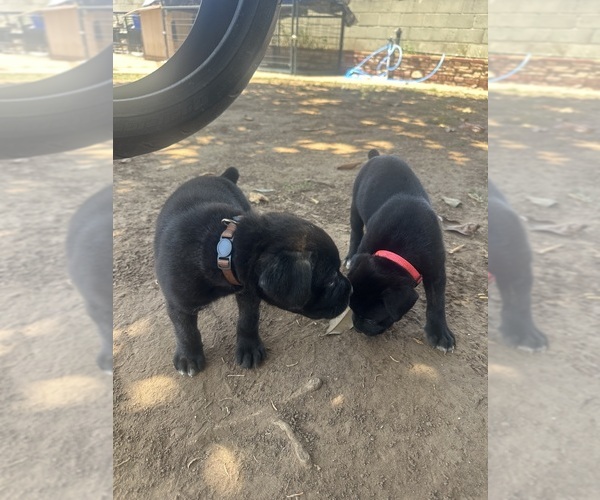 Medium Photo #7 Cane Corso Puppy For Sale in SAN DIEGO, CA, USA