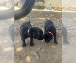 Small #6 Cane Corso