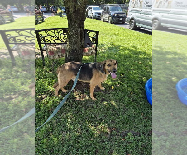 Medium Photo #1 Mutt Puppy For Sale in Elmsford, NY, USA