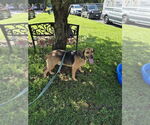 Small Mutt