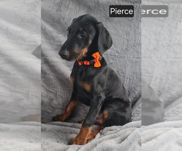 Medium Photo #6 Doberman Pinscher Puppy For Sale in POMEROY, OH, USA