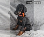 Small #5 Doberman Pinscher