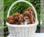 Small #1 Cavapoo