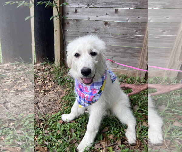 Medium Photo #3 Great Pyrenees Puppy For Sale in Spring, TX, USA