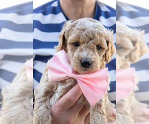 Goldendoodle (Miniature) Puppy for sale in ROY, UT, USA