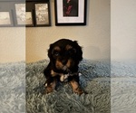 Small Photo #4 Cavachon Puppy For Sale in OLYMPIA, WA, USA