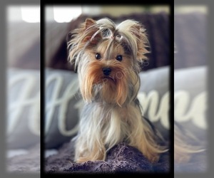 Yorkshire Terrier Dog for Adoption in CULPEPER, Virginia USA