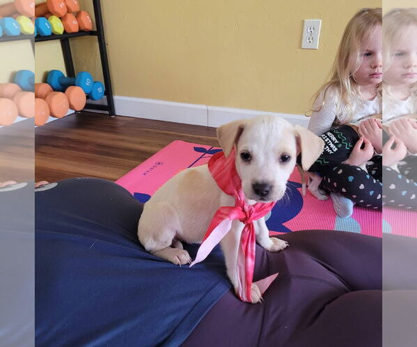 Medium Photo #1 Mutt Puppy For Sale in New London, WI, USA