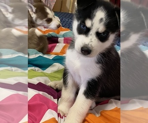 Siberian Husky Puppy for sale in WARREN, MI, USA