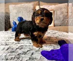 Yorkshire Terrier Dog for Adoption in INDIANAPOLIS, Indiana USA