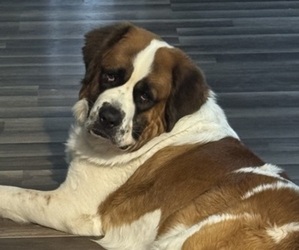 Father of the Saint Bernard puppies born on 04/18/2025