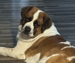 Small Photo #1 Saint Bernard Puppy For Sale in HANNIBAL, MO, USA