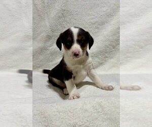 Beagle Puppy for Sale in FAIR HAVEN, Michigan USA