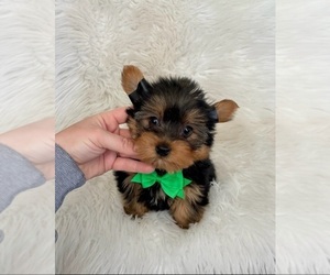 Yorkshire Terrier Puppy for Sale in BELDING, Michigan USA