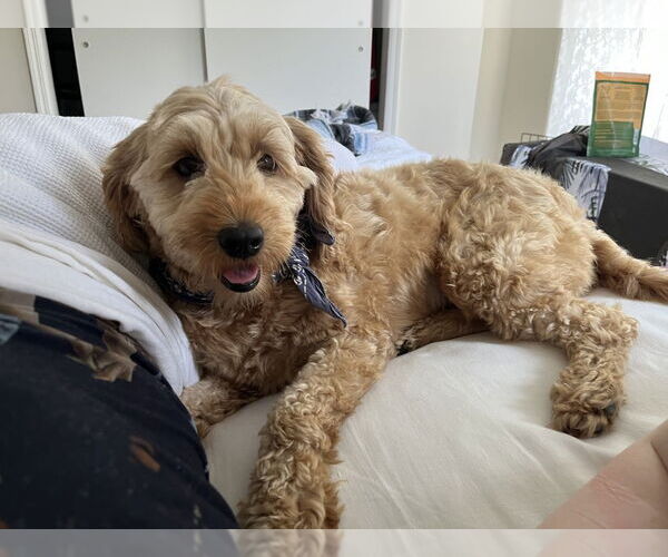 Medium Photo #2 Mutt Puppy For Sale in Brooklyn, NY, USA