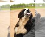 Small #3 Mutt