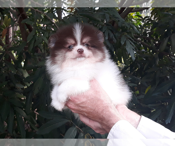 Medium Photo #34 Pomeranian Puppy For Sale in WEST PALM BEACH, FL, USA